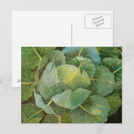 キャベツ ポストカード (正面/裏面)