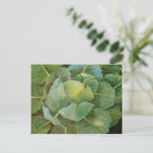 キャベツ ポストカード (スタンド正面)