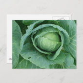 キャベツ ポストカード (正面/裏面)