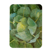 キャベツ マグネット (縦)