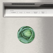 キャベツ マグネット (インサイチュ (食洗機))