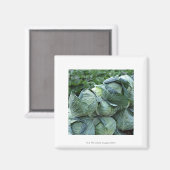 キャベツ マグネット (正面/裏面)