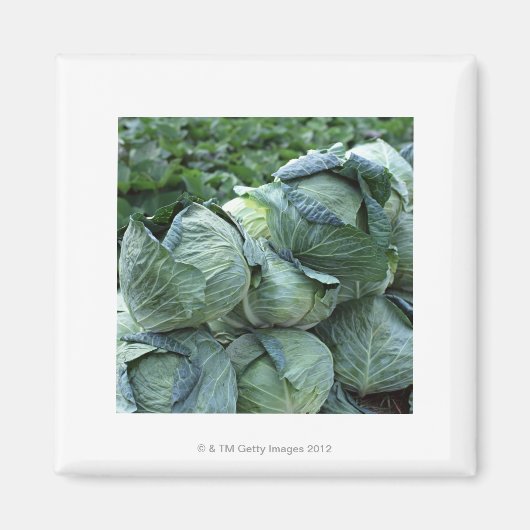 キャベツ マグネット (正面)