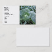 キャベツ 名刺 (正面/裏面)