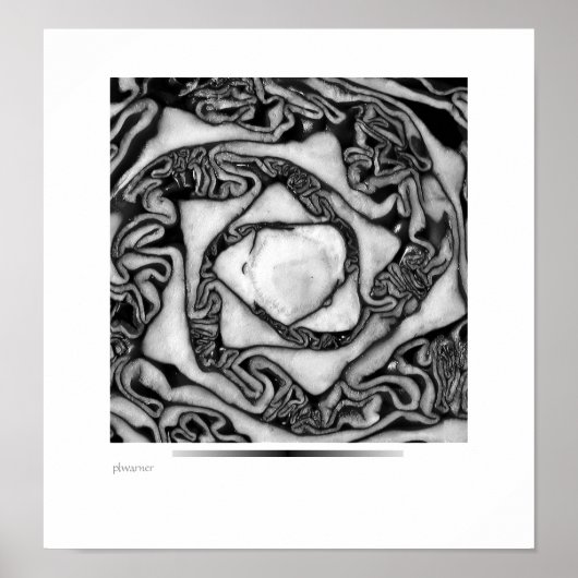 キャベツ、白黒 ポスター (正面)