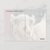 キャメルおもしろいポストクロッシング葉書 ポストカード (裏面)