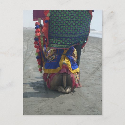 キャメルお洒落アートプリント/グラフィック ポストカード (正面)