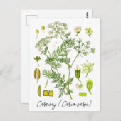キャラウェイスパイスハーブヴィンテージ植物イラストレーション ポストカード (正面/裏面)