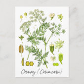 キャラウェイスパイスハーブヴィンテージ植物イラストレーション ポストカード (正面)