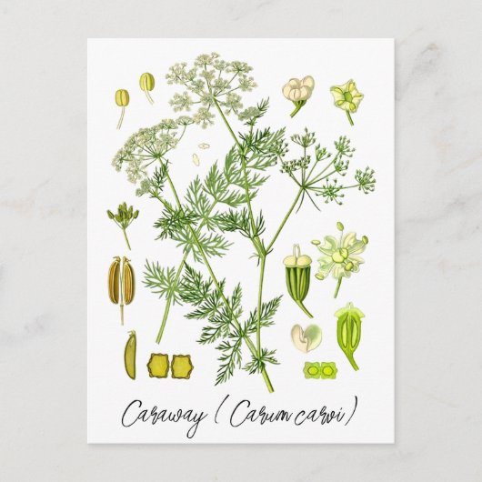 キャラウェイスパイスハーブヴィンテージ植物イラストレーション ポストカード (正面)