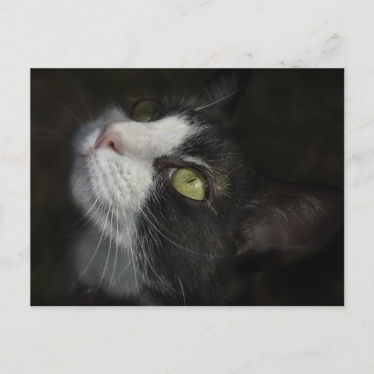 キャラメル ポストカード (正面)