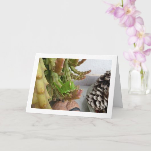 キャリオンサボテン工場のエジプト産キリギリスのニンフ カード (蘭)