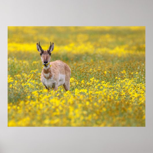 キャリゾプレーンズ過去 ポスター (正面)