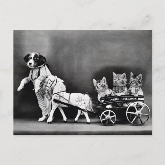 . .キャリッジの子猫 ポストカード (正面)