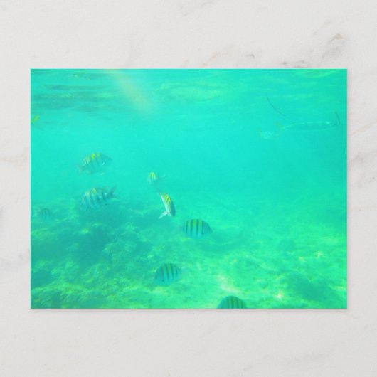 キャリビーン海はがき14 ポストカード (正面)