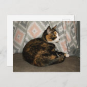 キャリーキャットオンソファ ポストカード (正面/裏面)