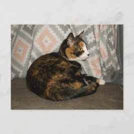 キャリーキャットオンソファ ポストカード