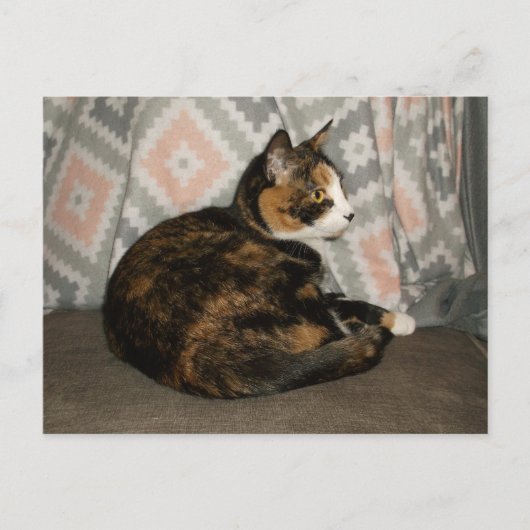 キャリーキャットオンソファ ポストカード (正面)