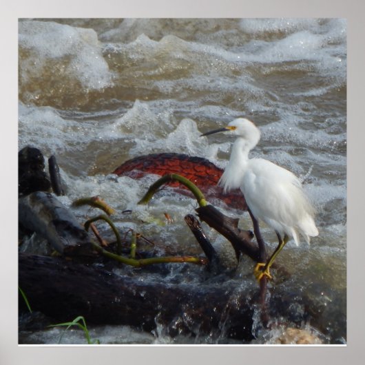 キャリービードポスター ポスター (正面)