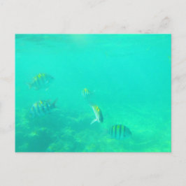 キャリービーンシー#5葉書 ポストカード