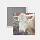 キャロル牛 マグネット (正面/裏面)