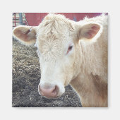 キャロル牛 マグネット (正面)