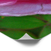 「キャンディピンク牡丹」（写真） ポスター (角)