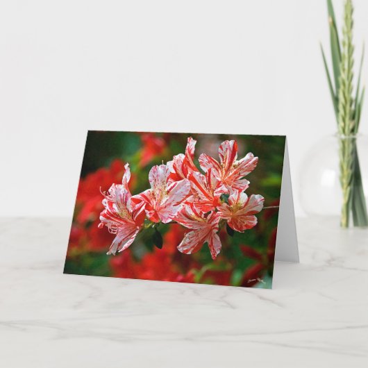 キャンディーキャン シーズンカード (正面)