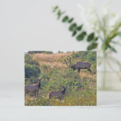 キャンディーケーン付きクリスマスリス シーズンポストカード (スタンド正面)