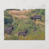 キャンディーケーン付きクリスマスリス シーズンポストカード (正面)