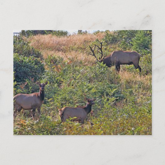 キャンディーケーン付きクリスマスリス シーズンポストカード (正面)