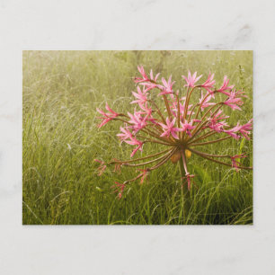 キャンデラブラフラワー (Brunsvigia Radulosa) ポストカード