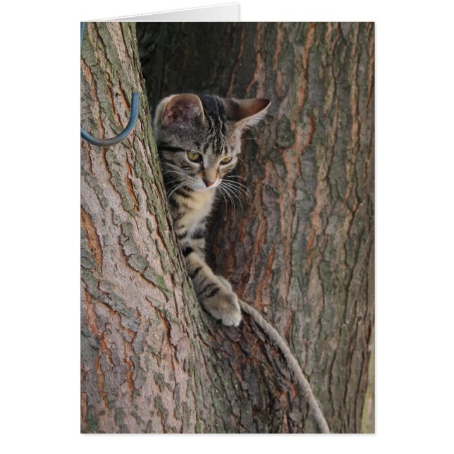 キャンデー猫 (正面)