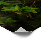 キャンドルツリー(ドラセナ・コンシーナ)、Ile Aux ポスター (角)