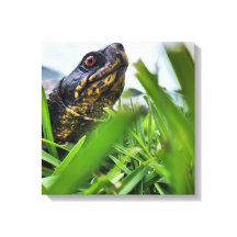 キャンバスタートルクローズアップ