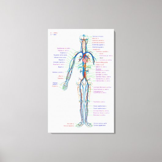 キャンバス図人間の循環系動脈 キャンバスプリント (正面)