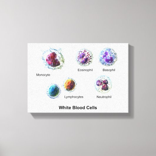 キャンバス白血球図 キャンバスプリント (正面)