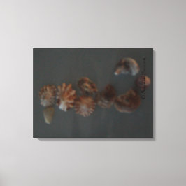 キャンバス(SeaShell SeaHorse) RFPMDesigns ©️ 2012 キャンバスプリント