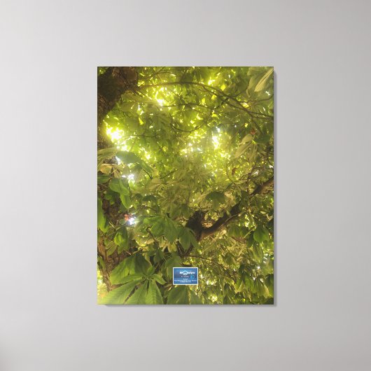 キャンバス(Sun Green Tree 1) RFPMDesigns ©️ 2021/24 キャンバスプリント (正面)