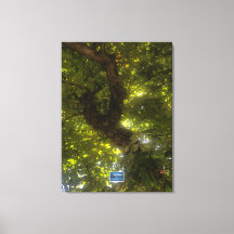 キャンバス(Sun Green Tree 2) RFPMDesigns ©️ 2021/24