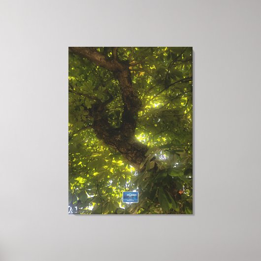 キャンバス(Sun Green Tree 2) RFPMDesigns ©️ 2021/24 キャンバスプリント (正面)