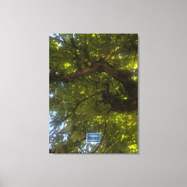 キャンバス(Sun Green Tree 3) RFPMDesigns ©️ 2021/24 キャンバスプリント