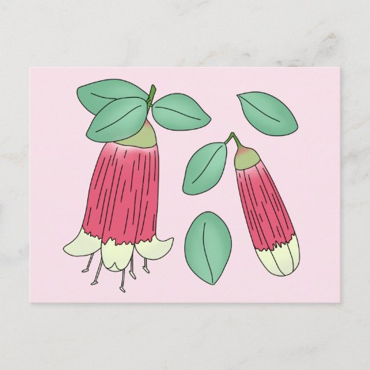 キャンバラ ベル ポストカード (正面)