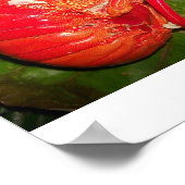 キャンビーズポスター「ココナッツカニ」 ポスター (角)