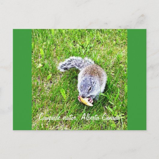 キャンピングサイドの訪問者 ポストカード (正面)