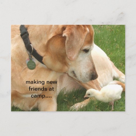 キャンプで新しい友達を作る ポストカード (正面)