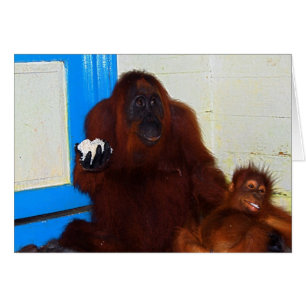 キャンプのLeakeyのオランウータンの母およびベビー