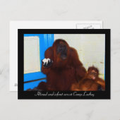 キャンプ・リーキーでのオラウータン ポストカード (正面/裏面)