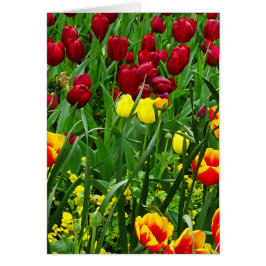 キャンベラのチューリップ