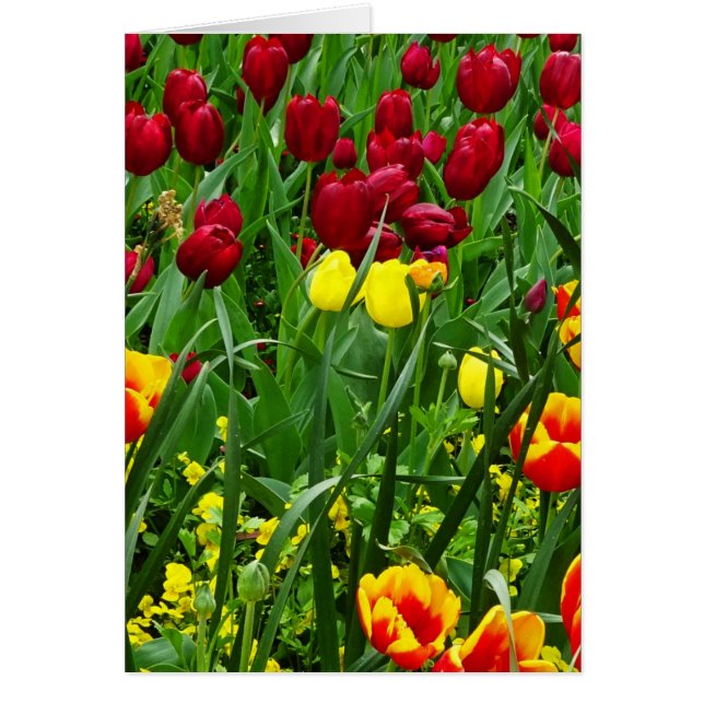 キャンベラのチューリップ (正面)